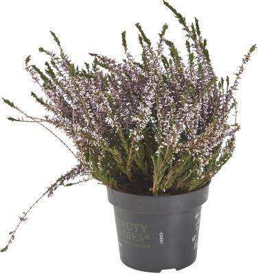 Вереск, Гор9, Выс10 в интернет гипермаркете «Планета Лета». Фото