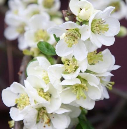 Айва японская Нивалис, Гор17 М в интернет гипермаркете «Планета Лета». Фото