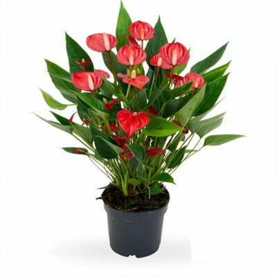 Антуриум Red King, Гор26, Выс80 в интернет гипермаркете «Планета Лета». Фото