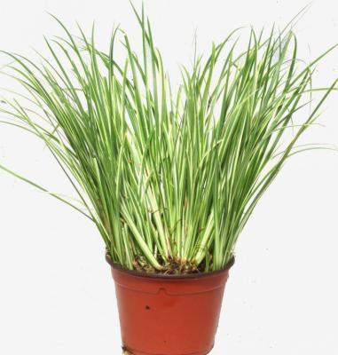 Аир низкорослый,  М в интернет гипермаркете «Планета Лета». Фото