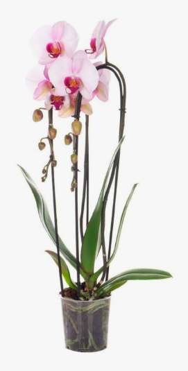 Фаленопсис 2 pp Mix special sort -orange,yellow,striry, Гор12, Выс70 в интернет гипермаркете «Планета Лета». Фото