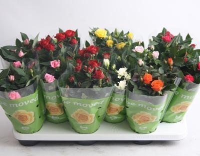 Роза гибрид микс, Гор11, Выс30 в интернет гипермаркете «Планета Лета». Фото