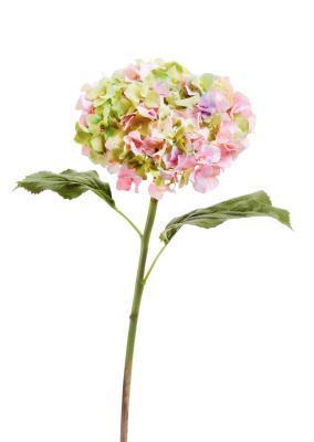 Гортензия "Holland Dry" розово-сиреневый со св.зеленым в-47 см, д-18 см 30.11170020VG в интернет гипермаркете «Планета Лета». Фото