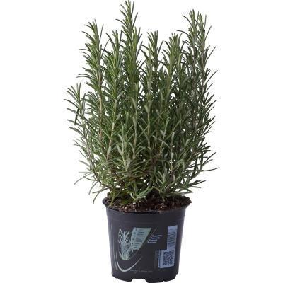 Розмарин, Гор14, Выс30 в интернет гипермаркете «Планета Лета». Фото