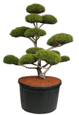 Бонсай сосна обыкн., С70, Выс120-140 И в интернет гипермаркете «Планета Лета». Фото