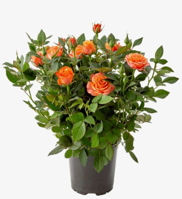 Роза чайно-гибридная Хай Еллоу Меджик, Гор23 М в интернет гипермаркете «Планета Лета». Фото