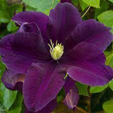 Клематис крупноцветковый Мазовше (туба) в интернет гипермаркете «Планета Лета». Фото