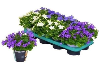 Кампанула Mix, Гор11, Выс20 в интернет гипермаркете «Планета Лета». Фото