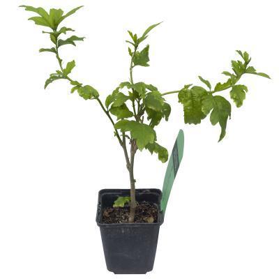 Гибискус сирийский, Гор21, Выс60 в интернет гипермаркете «Планета Лета». Фото