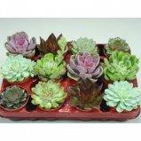 Эчеверия color, Гор9, Выс10 в интернет гипермаркете «Планета Лета». Фото