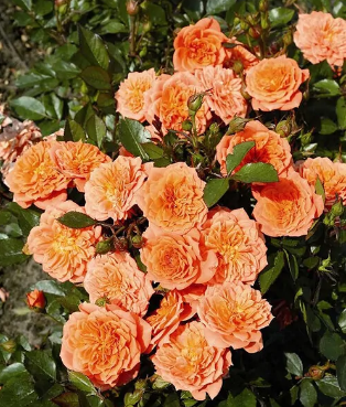 Роза миниатюрная Нинетта П в интернет гипермаркете «Планета Лета». Фото