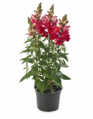 Антирриум, Гор9 став в интернет гипермаркете «Планета Лета». Фото