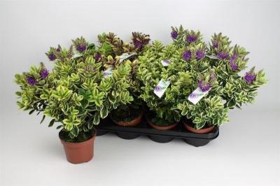 Хебе Variegata, Гор12, Выс30 в интернет гипермаркете «Планета Лета». Фото