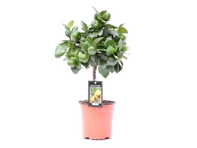 Цитрофортунелла Purscha, Гор15, Выс50 в интернет гипермаркете «Планета Лета». Фото