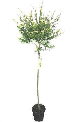 Ива цельнолист.Hakuro Nishiki штамб, Гор15, Выс75 в интернет гипермаркете «Планета Лета». Фото