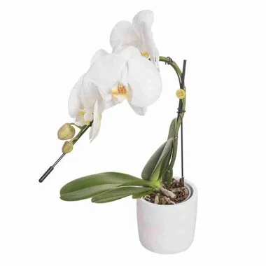 Фаленопсис 1 pp Formidablo, Гор17, Выс90 в интернет гипермаркете «Планета Лета». Фото