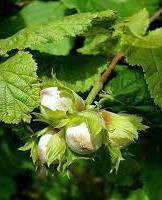 Лещина обыкновенная в коробке в интернет гипермаркете «Планета Лета». Фото