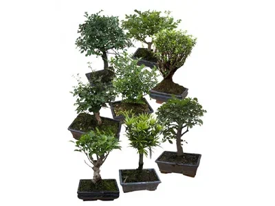 Бонсаи Mix, Гор12, Выс20 в интернет гипермаркете «Планета Лета». Фото