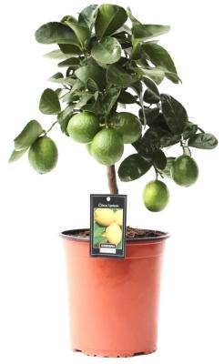 Цитрус Lemon, Гор20, Выс70 в интернет гипермаркете «Планета Лета». Фото