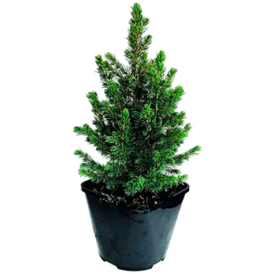 Ель канадская Conica December, Гор13, Выс35 в интернет гипермаркете «Планета Лета». Фото