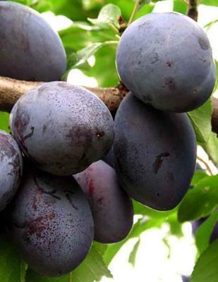 Слива колоновидная Блю Свит 2-летка С4 Выс120 в интернет гипермаркете «Планета Лета». Фото