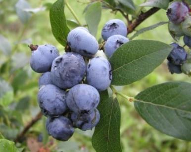 Голубика высокорослая Блю Кроп 7Ц в интернет гипермаркете «Планета Лета». Фото