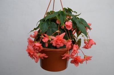 Бегония амп., Гор18 М в интернет гипермаркете «Планета Лета». Фото
