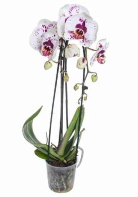 Фаленопсис 2 pp White Big Star, Гор12, Выс50 в интернет гипермаркете «Планета Лета». Фото