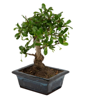 Бонсаи Mix, Гор20, Выс45 в интернет гипермаркете «Планета Лета». Фото