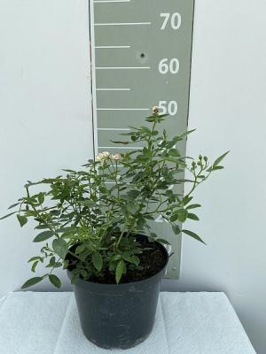 Роза плетистая Братья Гримм 23 М в интернет гипермаркете «Планета Лета». Фото