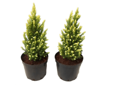 Ель канадская Rainbow's end, Гор17, Выс30 в интернет гипермаркете «Планета Лета». Фото