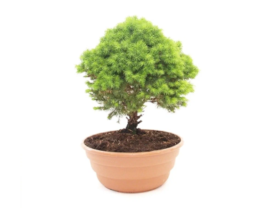 Бонсаи Naaldhout, Гор20, Выс35 в интернет гипермаркете «Планета Лета». Фото