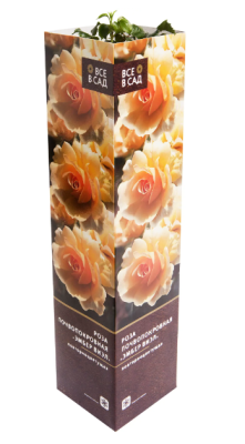 Роза почвопокровная Эмбер Виэл (туба) в интернет гипермаркете «Планета Лета». Фото