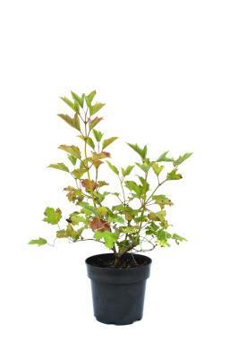 Калина обыкн.Compactum, Гор17, Выс40 в интернет гипермаркете «Планета Лета». Фото