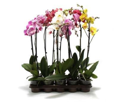 Фаленопсис 2 pp Mix Special, Гор12, Выс60 Уценка!!! в интернет гипермаркете «Планета Лета». Фото