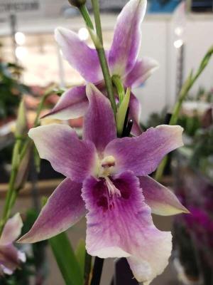 Фаленопсис 2 pp Renaissance, Гор12, Выс45 в интернет гипермаркете «Планета Лета». Фото