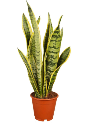 Сансевиерия, Гор10, Выс20 Яр в интернет гипермаркете «Планета Лета». Фото