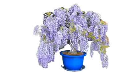 Глициния, Гор31, Выс125 в интернет гипермаркете «Планета Лета». Фото