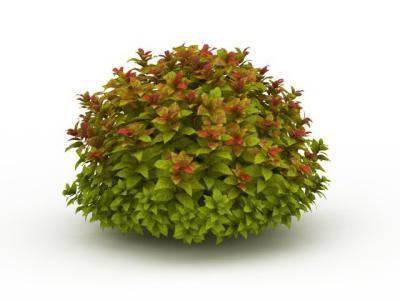 Спирея япон.Меджик Карпет, Гор23 ЕП в интернет гипермаркете «Планета Лета». Фото