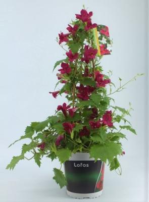 Глоксиния вьющаяся (Лофос) Гор18 в интернет гипермаркете «Планета Лета». Фото