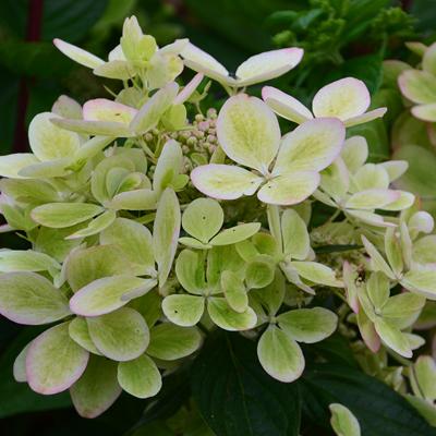 Гортензия метельчатая Пастель Грин/ЦКорЛюкс в интернет гипермаркете «Планета Лета». Фото