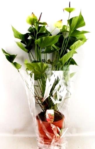 Антуриум Jaguar green, Гор21, Выс90 в интернет гипермаркете «Планета Лета». Фото