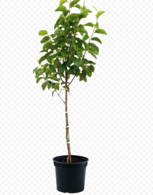 Слива растопыр.Nigra штамб, Гор35, Выс120 в интернет гипермаркете «Планета Лета». Фото