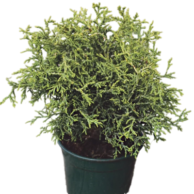 Кипарисовик т.Lycopodioides, Гор17, Выс40 в интернет гипермаркете «Планета Лета». Фото