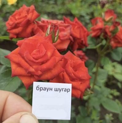 Роза бордюрная Браун шугар ОКС в интернет гипермаркете «Планета Лета». Фото