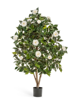 Камелия Японика кремовая 150 см в интернет гипермаркете «Планета Лета». Фото