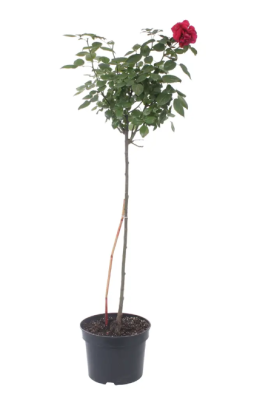 Роза на штамбе 100, C5 в интернет гипермаркете «Планета Лета». Фото