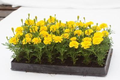 Тагетес откл. клаета (1*10) М в интернет гипермаркете «Планета Лета». Фото