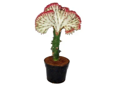 Эуфорбия, Гор13, Выс25 в интернет гипермаркете «Планета Лета». Фото