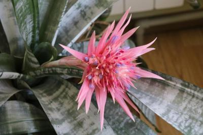 Эхмея Fasciata Primera Variegata, Гор15, Выс50 в интернет гипермаркете «Планета Лета». Фото